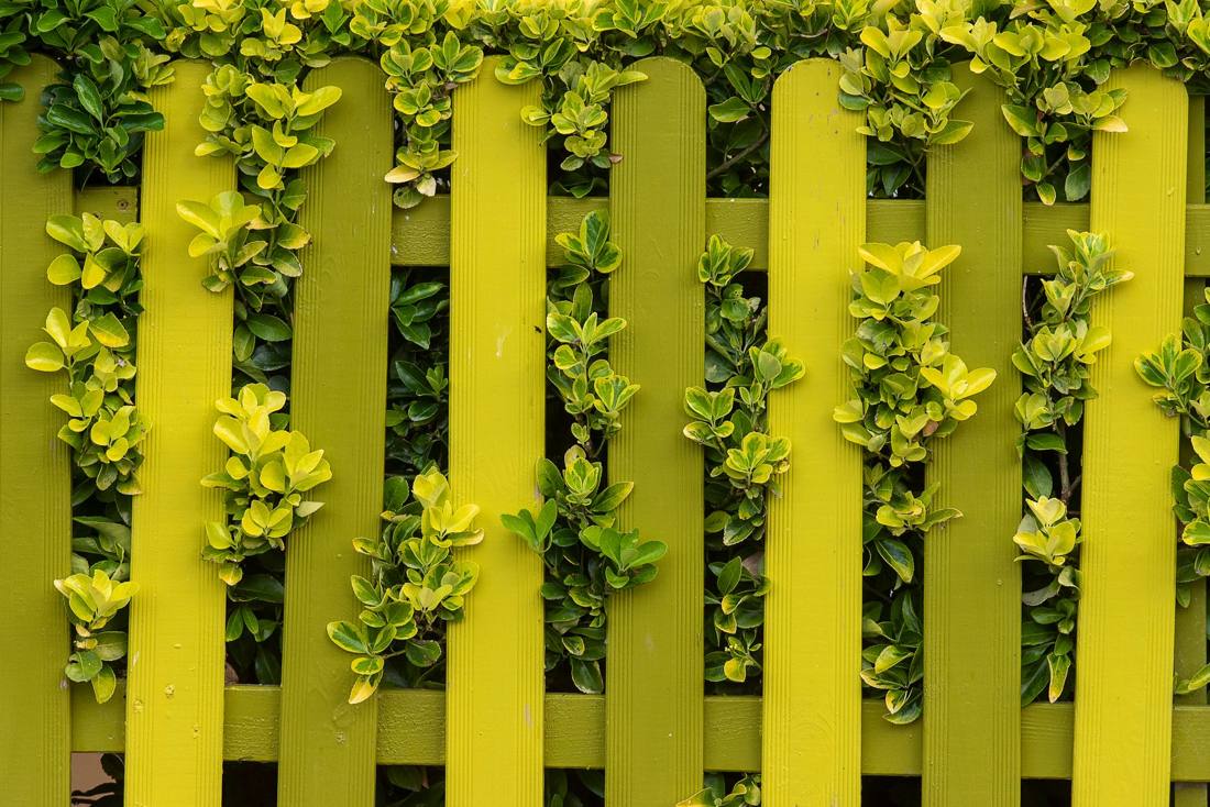 Bright green fence with lush climbing plants creating a natural, eco-friendly aesthetic.